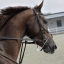 horsehead