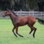 Brookstonestud