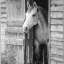 Hoofbeats